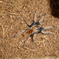 Chromatopelma cyaneopubescens