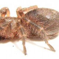 Grammostola aureostriata