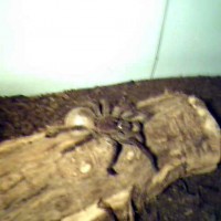 Theraphosa blondi