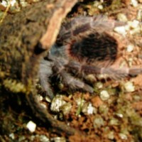 Lasiodora klugi