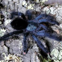 Avicularia sp. "azuraklaasi"