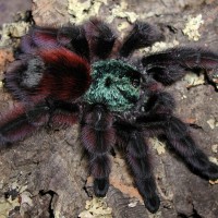 Avicularia versicolor