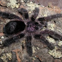 Avicularia sp. "Ecuador"