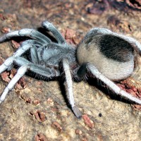 Metriopelma sp. "Estado Trujillo"