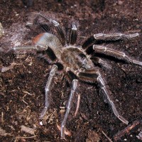 Metriopelma sp. "Estado Trujillo"