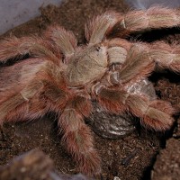 Nhandu vulpinus w/ eggsac