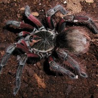 Pamphobeteus sp.2 "Ecuador"