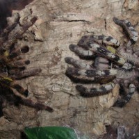 Poecilotheria fasciata mating