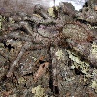 Poecilotheria formosa