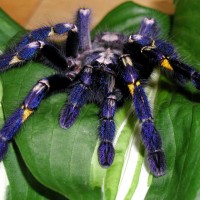 Poecilotheria metallica