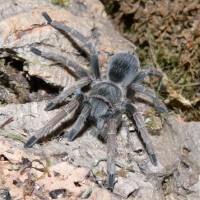 Pseudhapalopus spinulopalpus