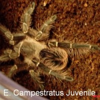 Eupalaestrus campestratus