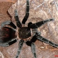 Brachypelma vagans