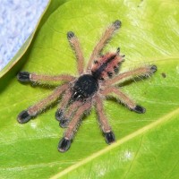 Avicularia sp. "Isla Margarita"