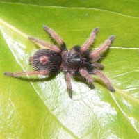Bonnetina cyaneifemur (spiderling)