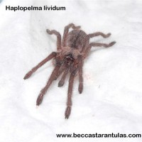 Haplopelma lividum (spiderling)