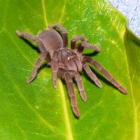 Acanthoscurria chacoana (spiderling)