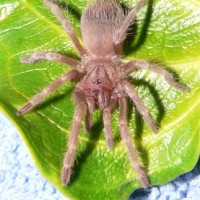 Nhandu vulpinus (spiderling)