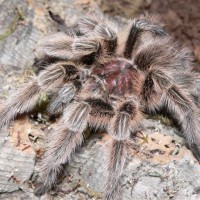 Grammostola rosea - Mature Male