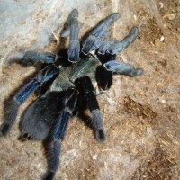 Haplopelma lividum