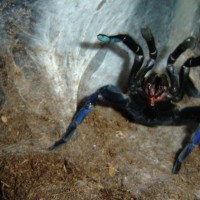 Haplopelma lividum