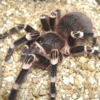 Acanthoscurria brocklehursti