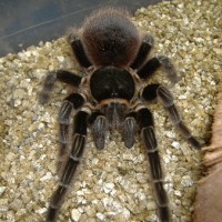 Acanthoscurria chacoana