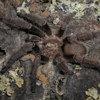 Haploclastus sp. "nilgirinus"