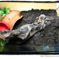 My Aphonopelma Seemani