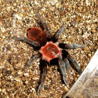 Brachypelma vagans