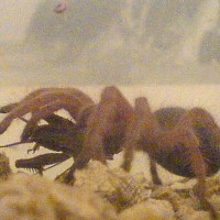 Grammostola rosea