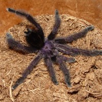 Avicularia purpurea