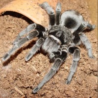 Grammostola pulchra "Brazilian Black"