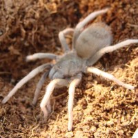 Metriopelma Sp. "Venezuela/White"