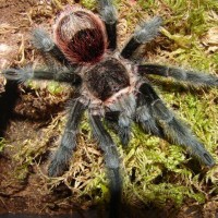 Grammostola actaeon