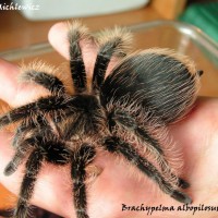 Brachypelma albopilosum