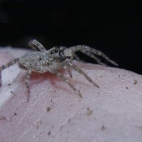 handling wolf spider