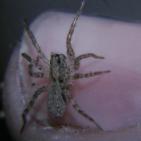 handling wolf spider