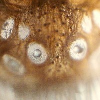 Grammostola rosea eyefield