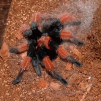 Brachypelma emilia