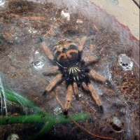 Chromatopelma cyaneopubescens