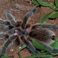 Grammostola rosea