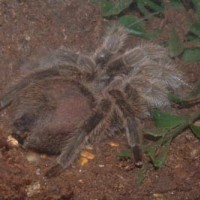 Grammostola rosea