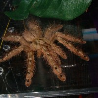 Stromatopelma calceatum