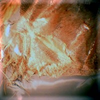 Stromatopelma calceatum-female