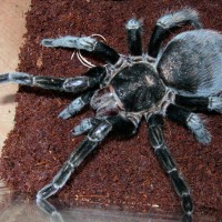 Brachypelma vagans