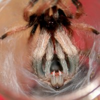 Psalmopoeus pulcher molting