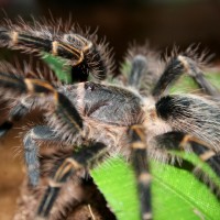 Grammostola aureostriata 0.1