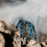 Avicularia versicolor 0.0.1