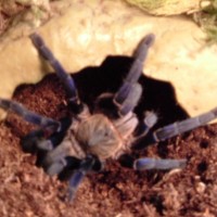 Haplopelma lividum